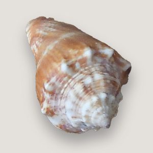 Florida Fighting Conch Shell