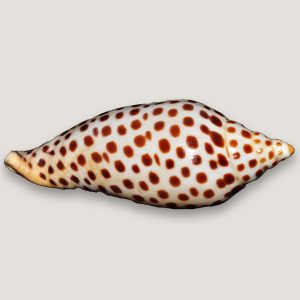 Jumonia Shell