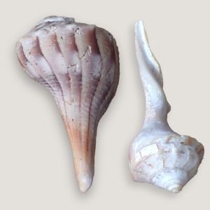 Lightning Whelk Shell